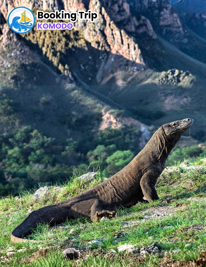 Why Choose Sail to Komodo