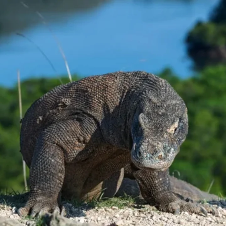 Best Komodo Island Tour Packages for Every Traveler