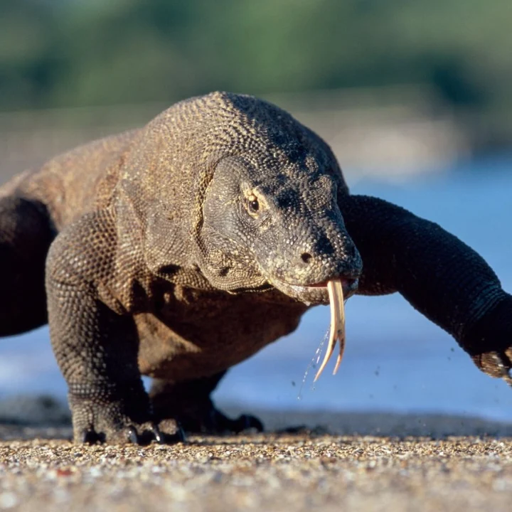 Sail to Komodo Komodo Tour Gallery