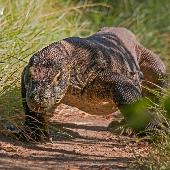 Komodo National Park