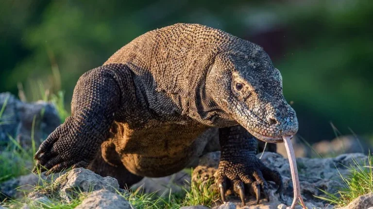 Plan Your Komodo Tour: See Wild Dragons and Pink Beaches