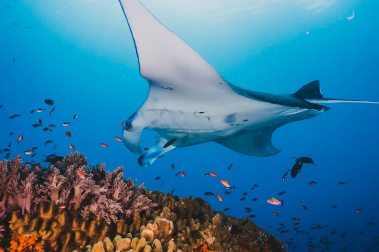 The Ultimate Komodo Tour Experience