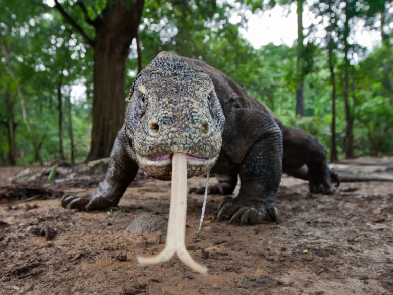 Komodo Private Trips for Personalized Island Exploration