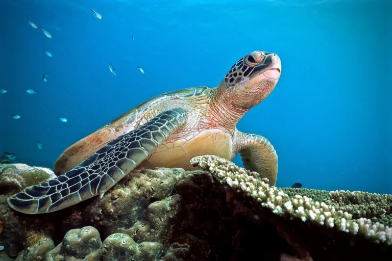 Best Komodo Boat Trip in Flores Overland Tour