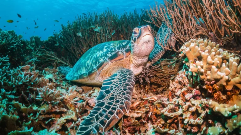 Special Packages 1 Day Snorkeling Adventure