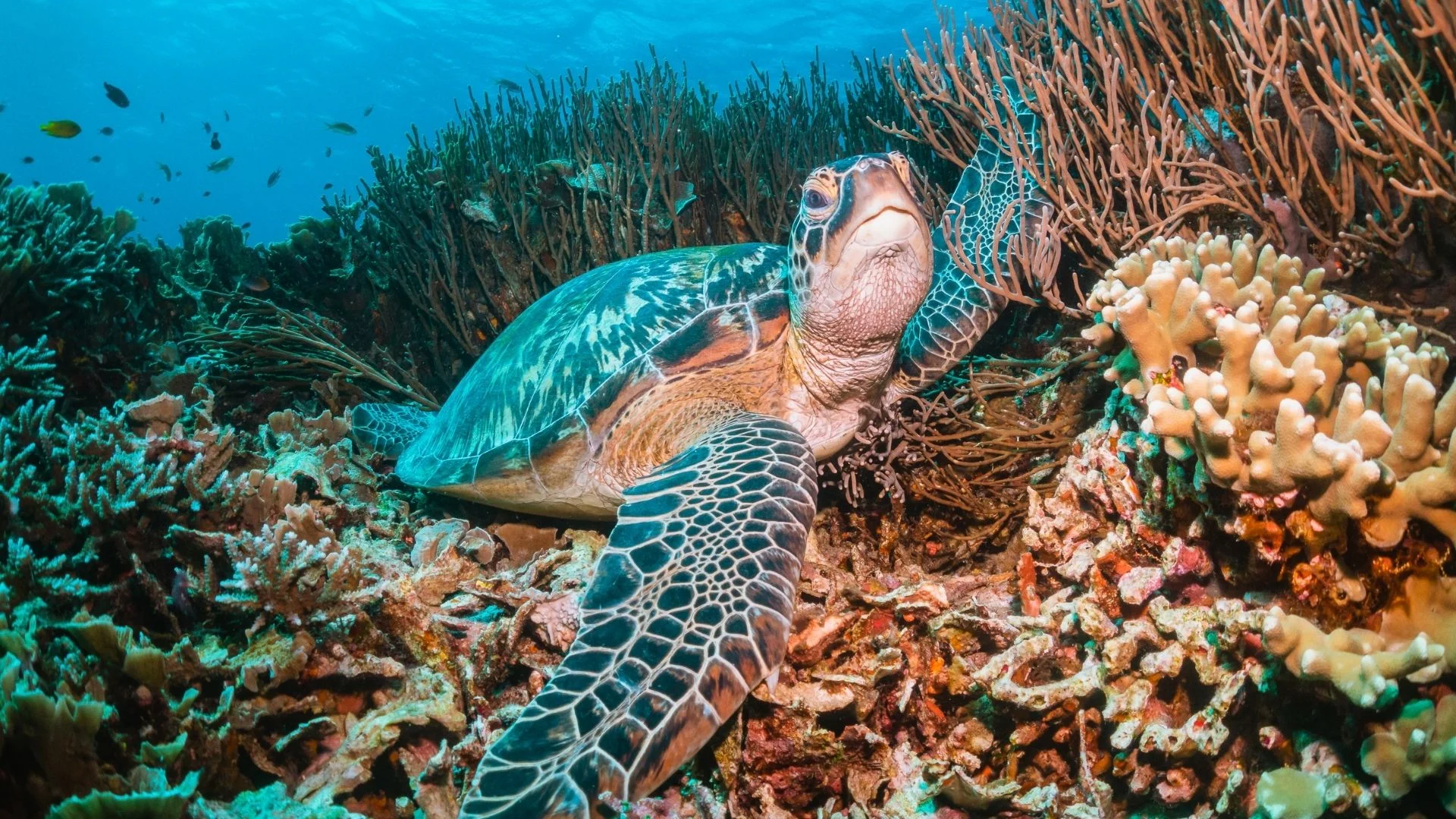 Special Packages 1 Day  Snorkeling Adventure
