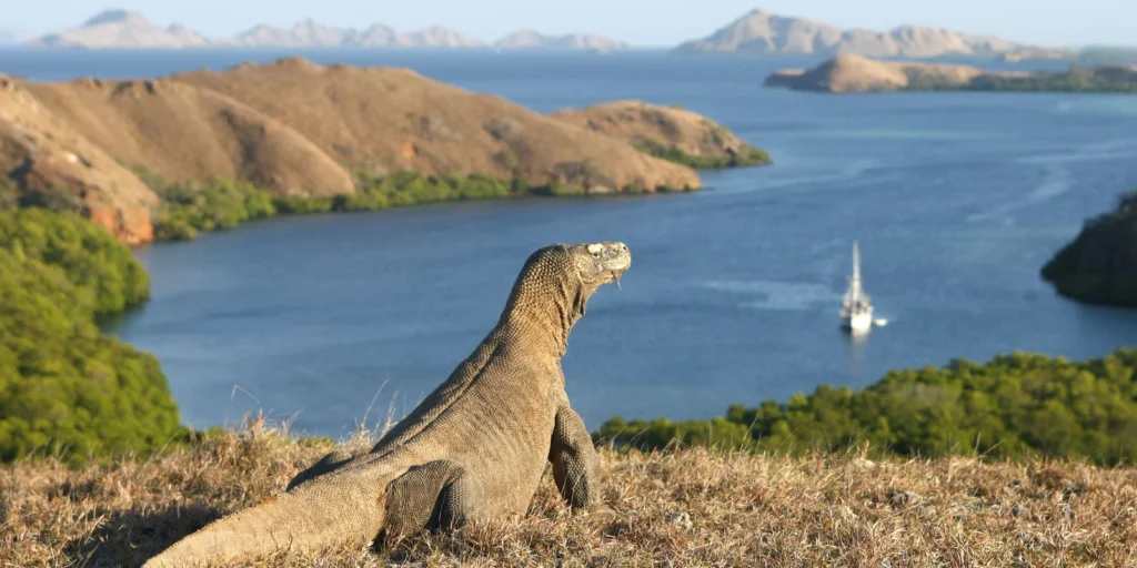 Sail to Komodo Komodo Tour Gallery