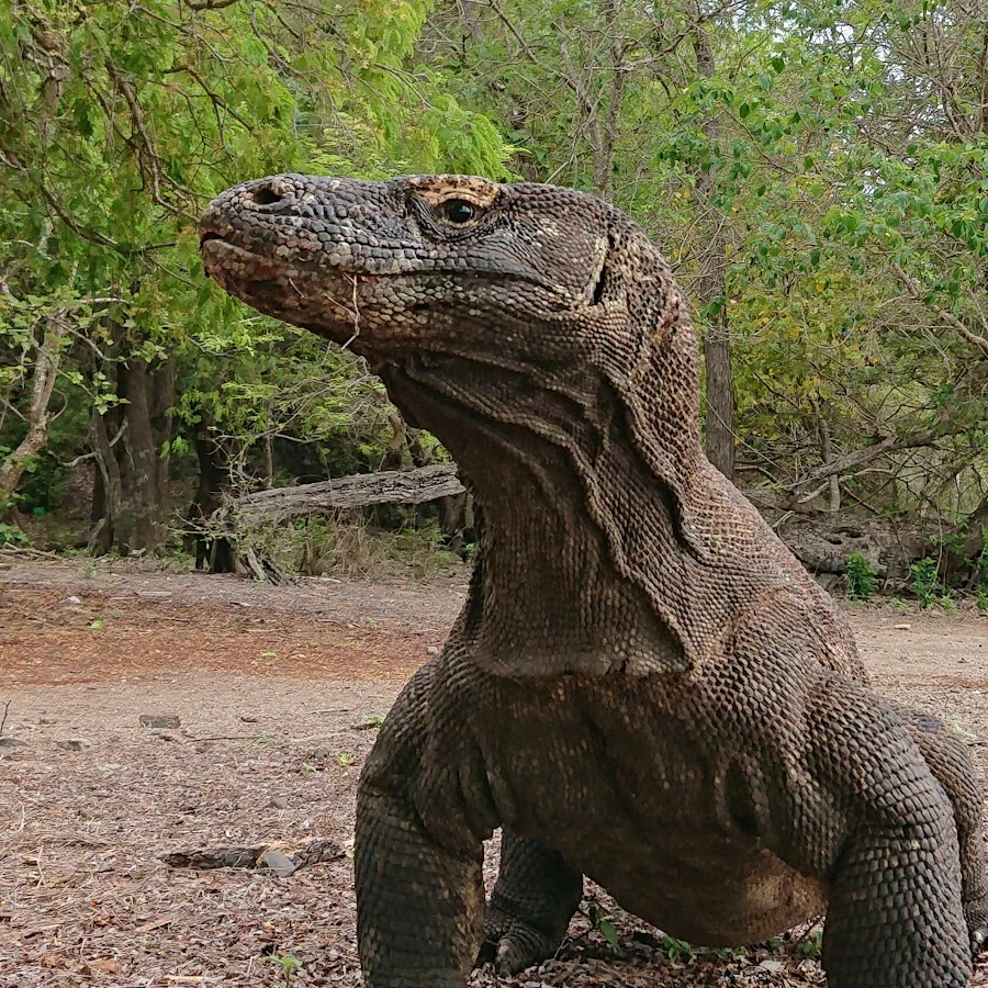 Sail to Komodo Komodo Tour Gallery