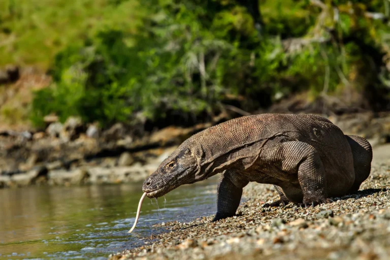 Best Komodo Boat Trip in Flores Overland Tour