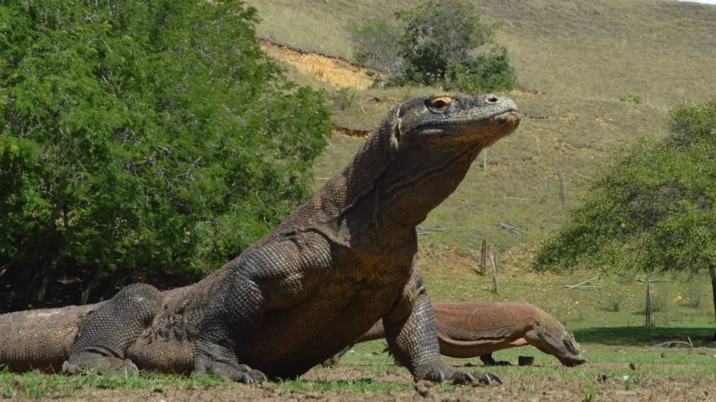 Komodo