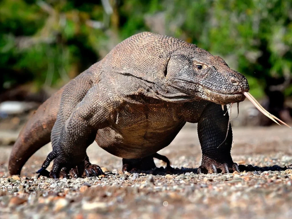 Sail to Komodo Komodo Tour Gallery