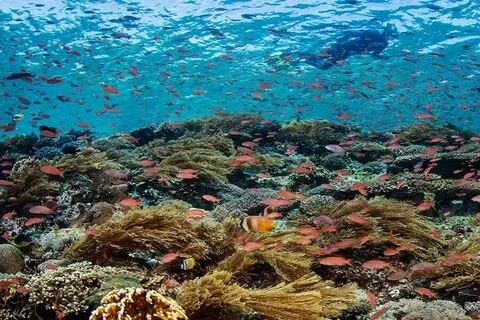 Best Komodo Boat Trip in Flores Overland Tour