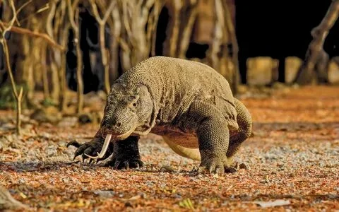 Sail to Komodo Komodo Tour Gallery