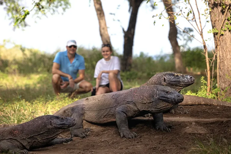 Private Rinca Island 1 Day Trip